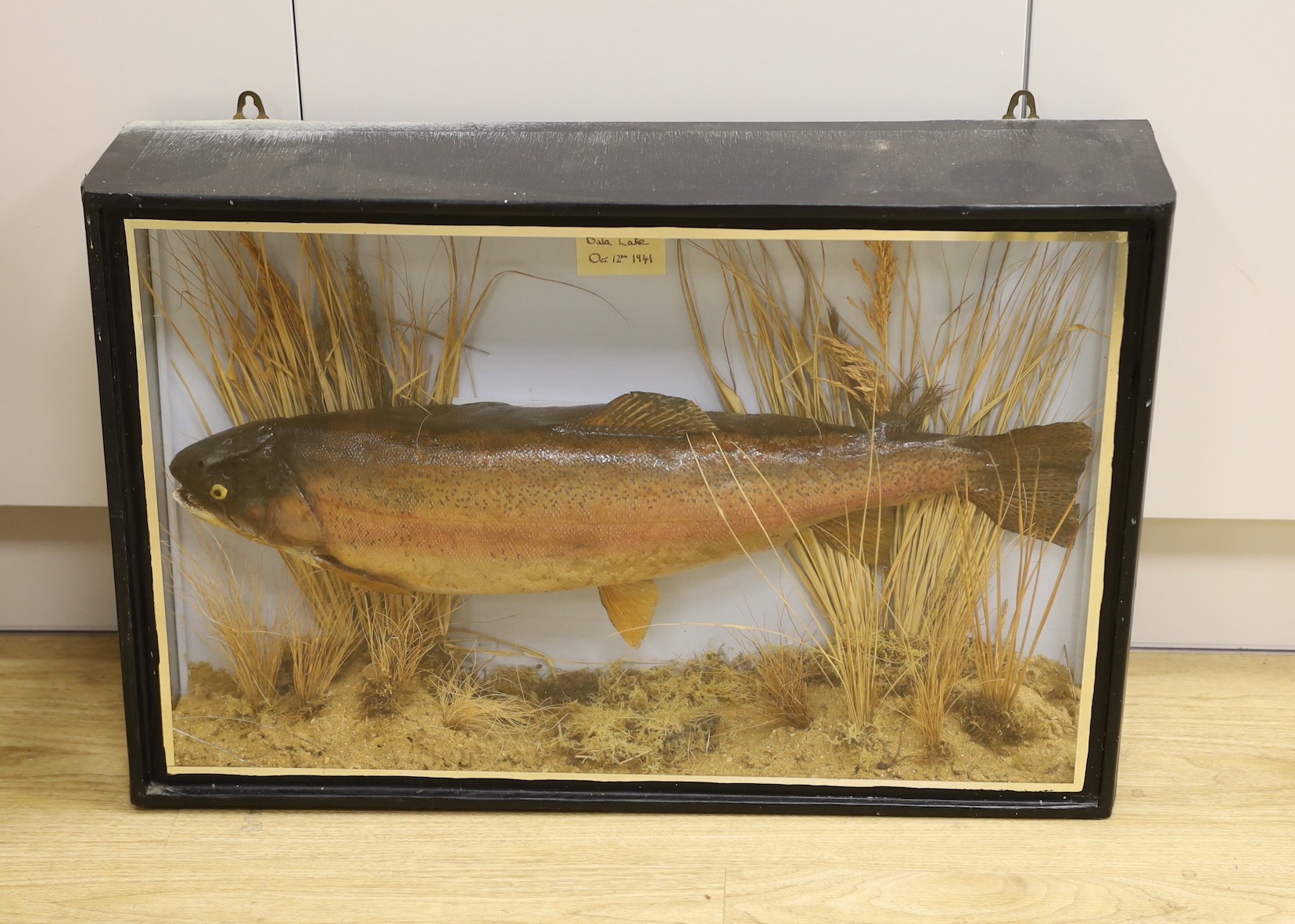 Taxidermy, Trout, label: 9lbs 4 oz, Bala Lake, Oct 12th 1941, case 69 cms